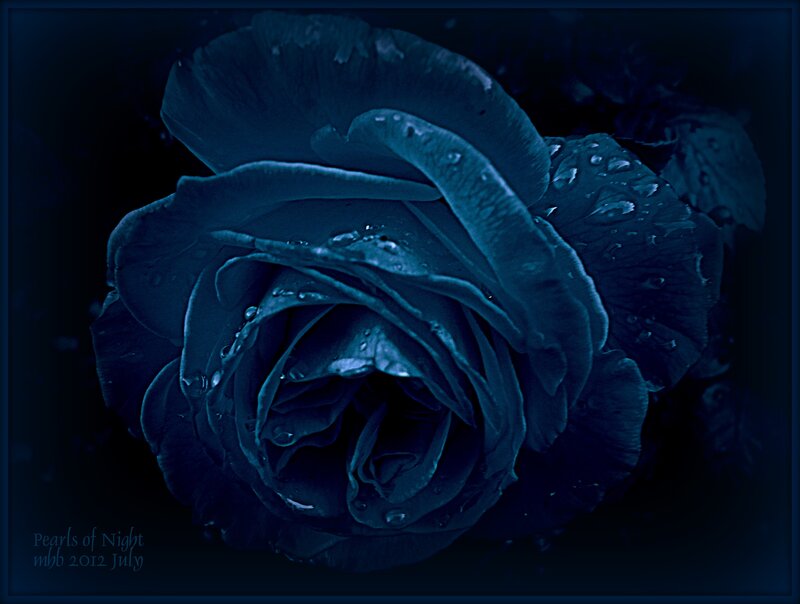 Blue Rose at Night