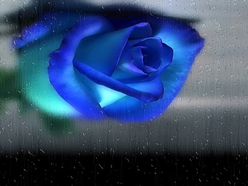 Blue Rose Behind Glass