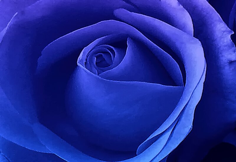 Blue Rose Bloom