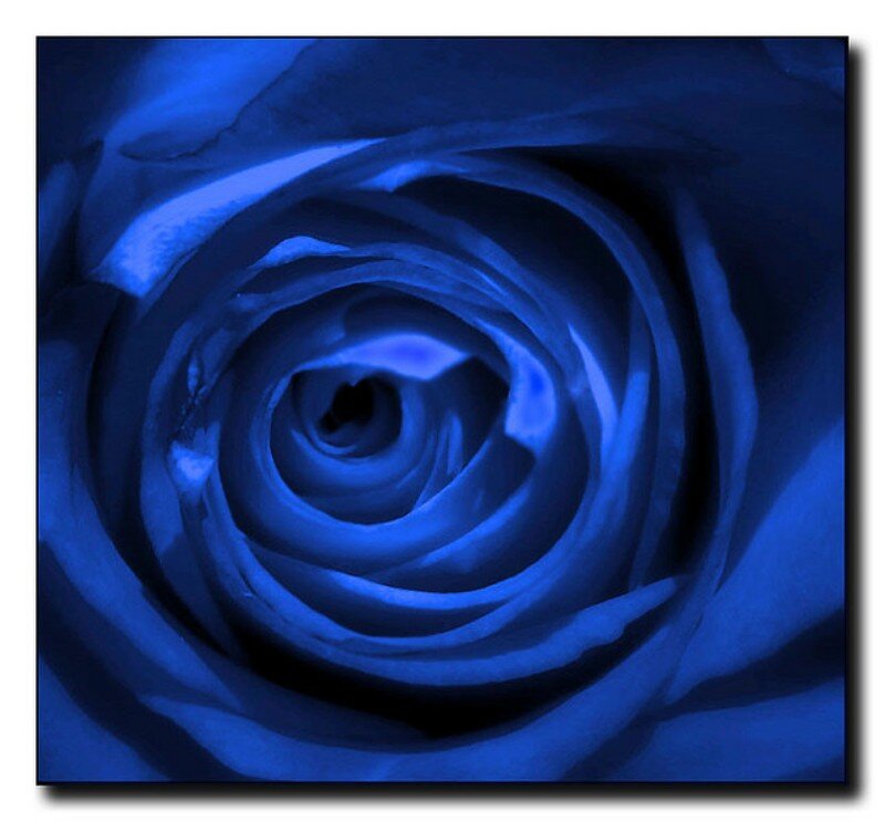Blue Rose Center