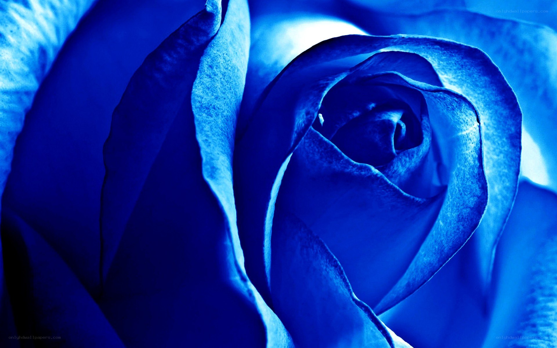 blue rose close-up
