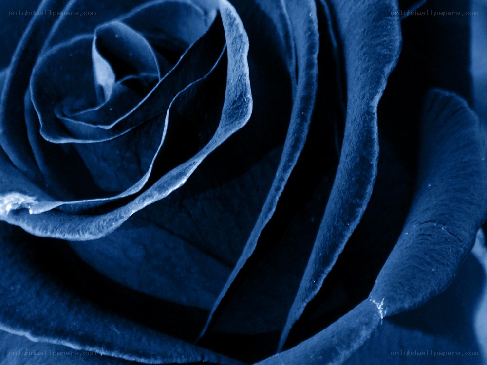 blue rose close-up