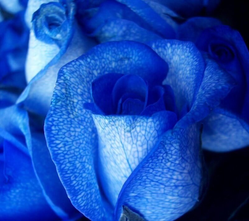 blue rose close-up