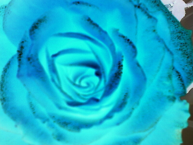 blue rose close-up