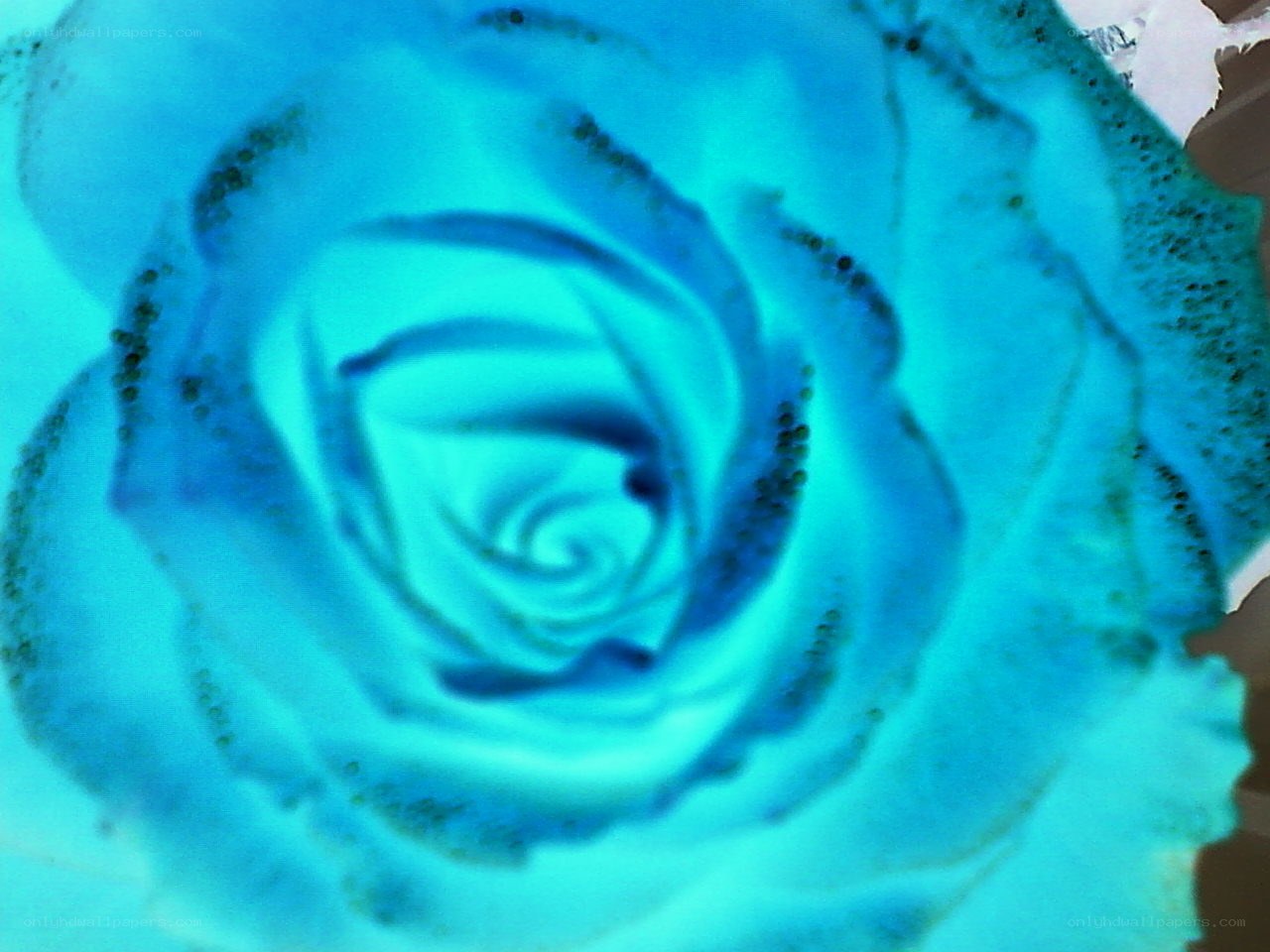 blue rose close-up