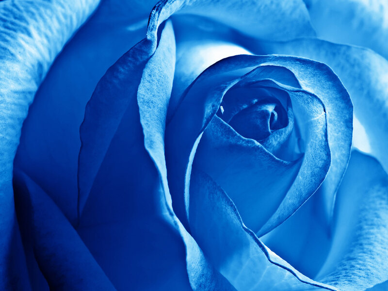 Blue Rose Close-up — Serene