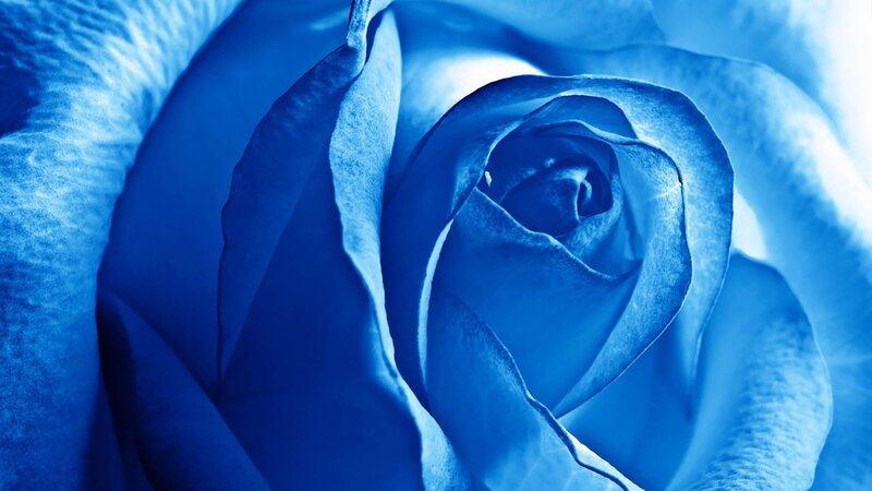 blue rose close-up
