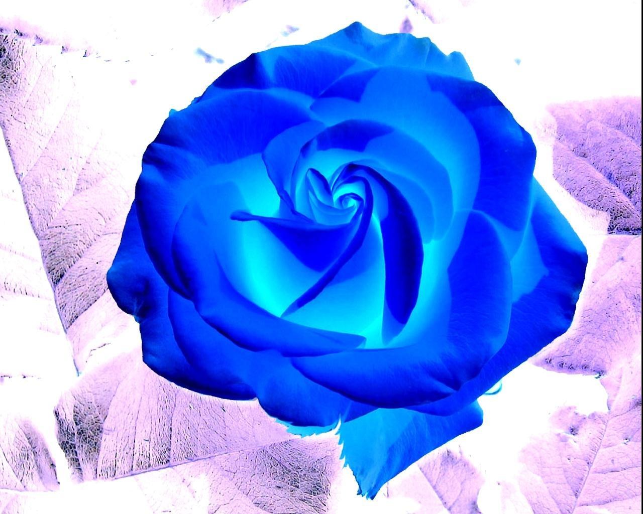 blue rose flower