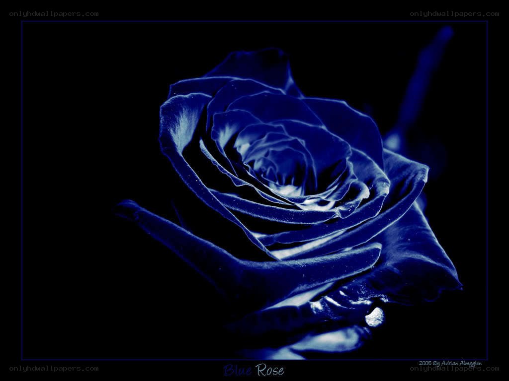 blue rose flower