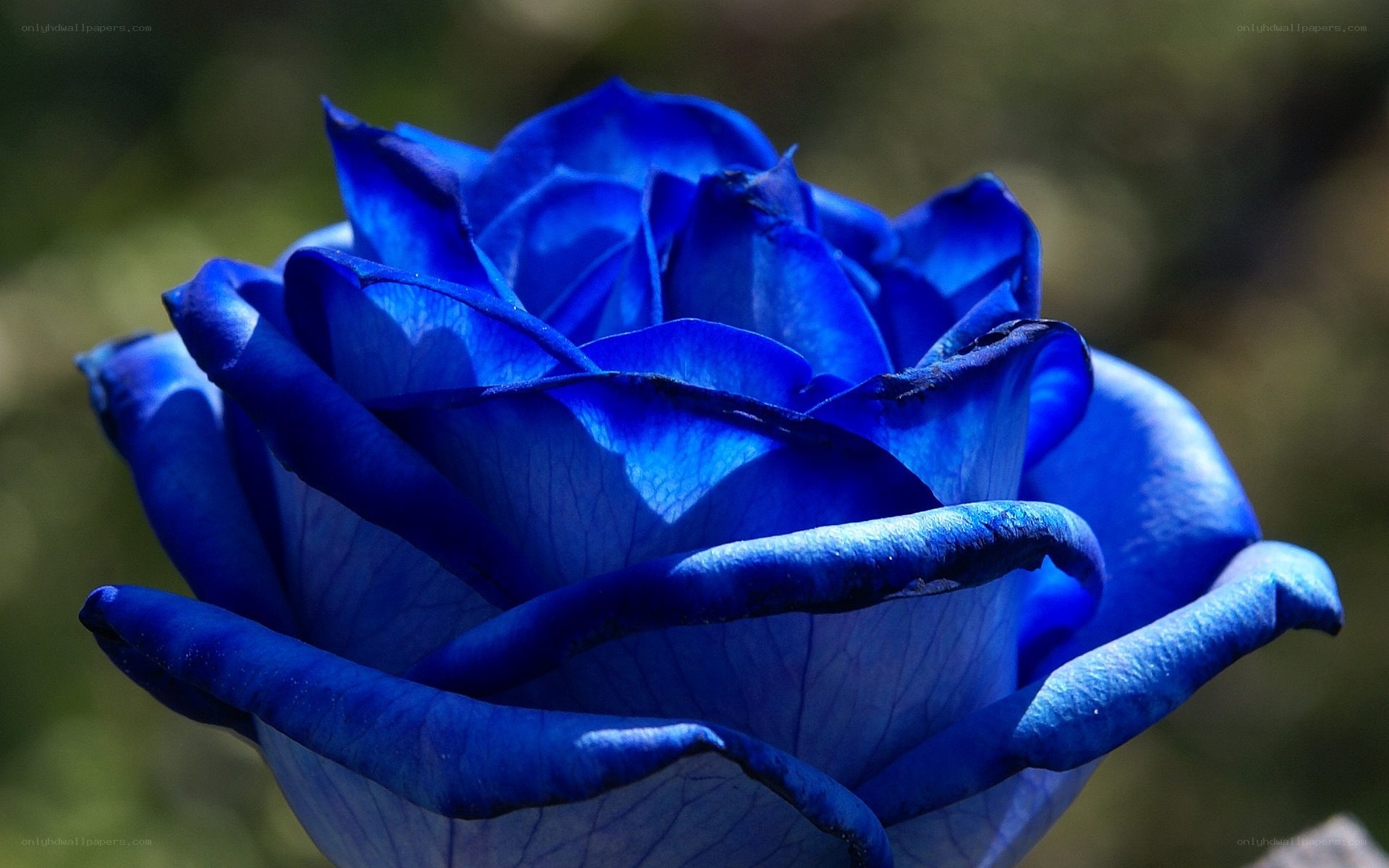 blue rose flower