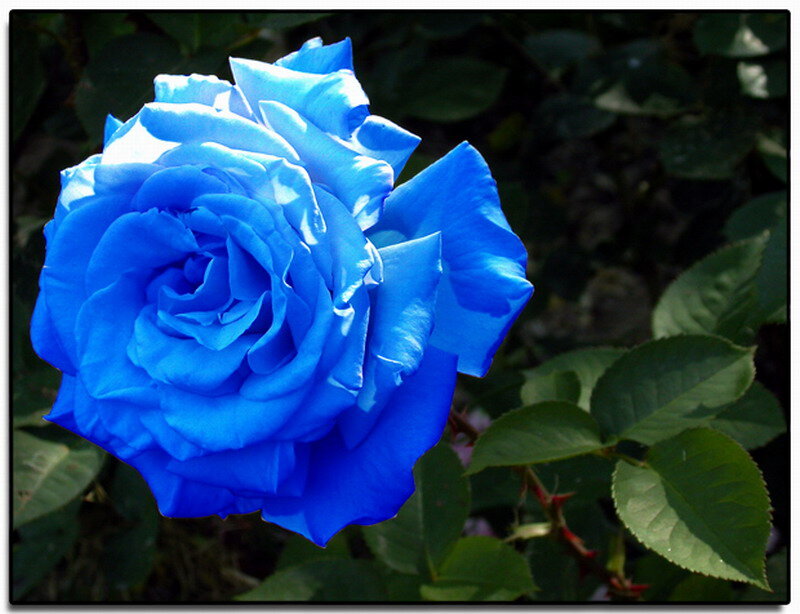 Blue Rose Flower — Calm, Afternoon