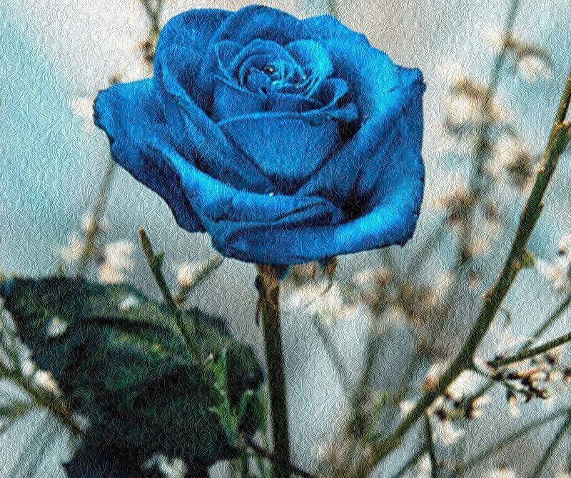 Blue Rose Flower — Calm, Digital Art