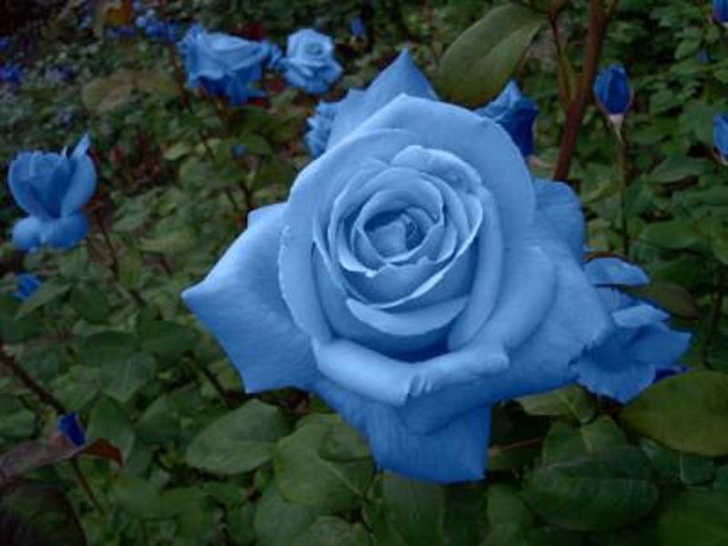 Blue Rose Flower — Calm, Photograph, Bush