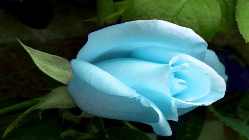 Blue Rose Flower — Calm, Photograph, Leaf, Bud