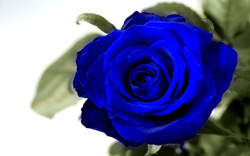 Blue Rose Flower — Calm, Photograph, Leaf