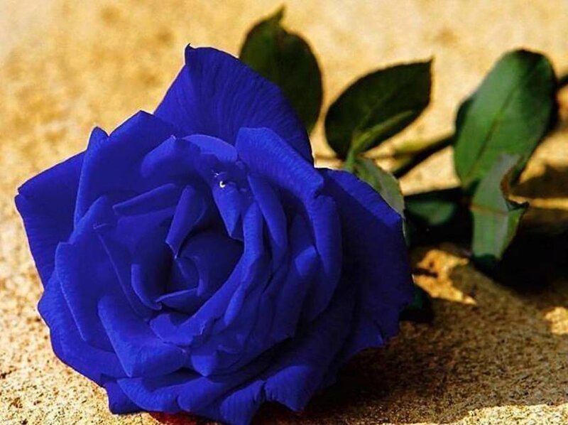 Blue Rose Flower — Calm, Photograph, Leaves, Stone