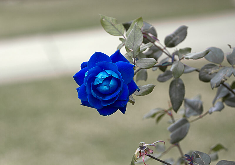 Blue Rose Flower — Calm, Photograph, Leaves