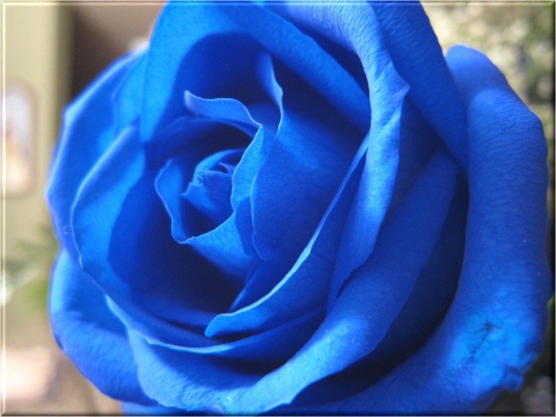Blue Rose Flower — Calm, Photograph, Petals, Background