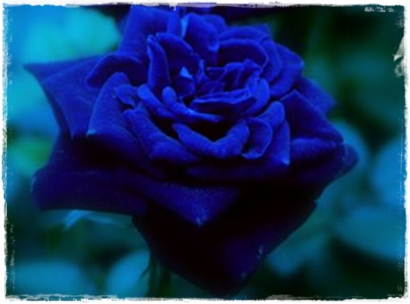 Blue Rose Flower — Calm, Photograph, Petals, Green Leaves