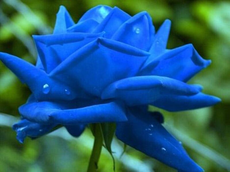 Blue Rose Flower — Calm, Photograph, Petals, Stem