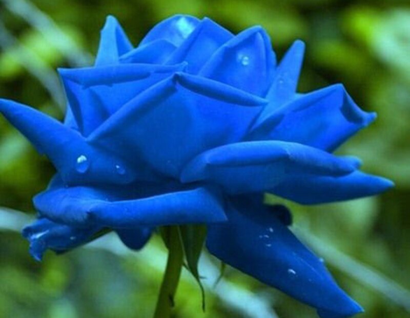 Blue Rose Flower — Calm, Photograph, Petals