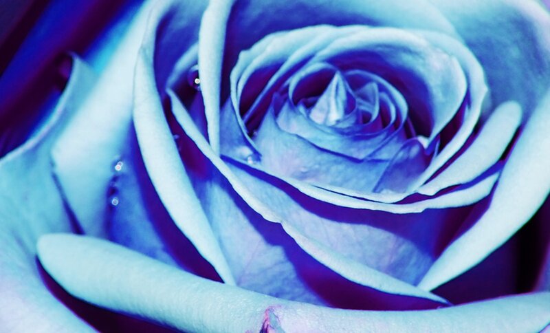 Blue Rose Flower — Calm, Photograph, Petals, Water Droplets