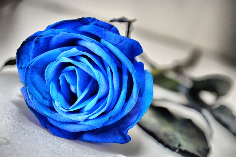 Blue Rose Flower — Calm, Photograph, Stem, Leaf