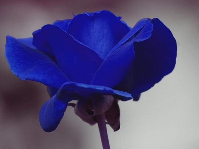 Blue Rose Flower — Calm, Photograph, Stem, Purple