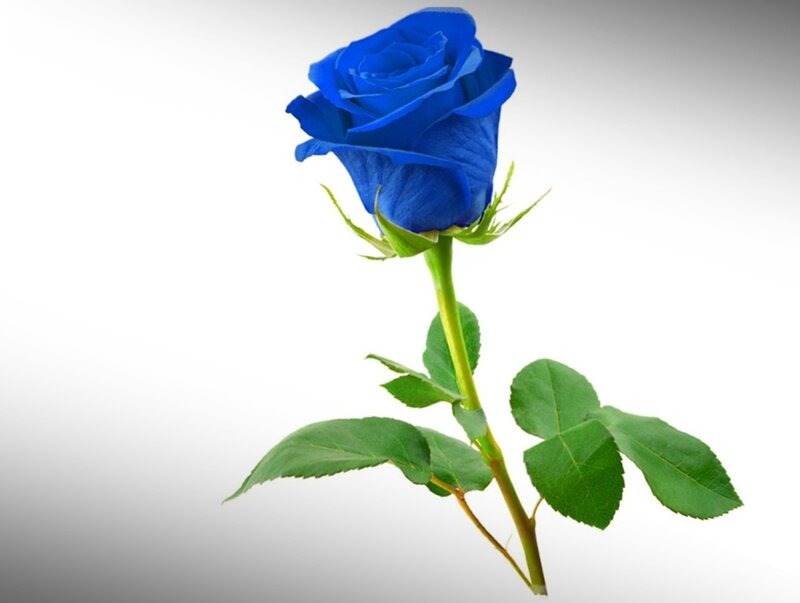 Blue Rose Flower — Calm, Photograph, Stem