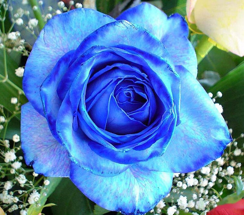 Blue Rose Flower — Calm, Photograph, White Baby's Breath