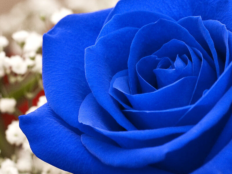 Blue Rose Flower — Calm, Photograph, White Flowers