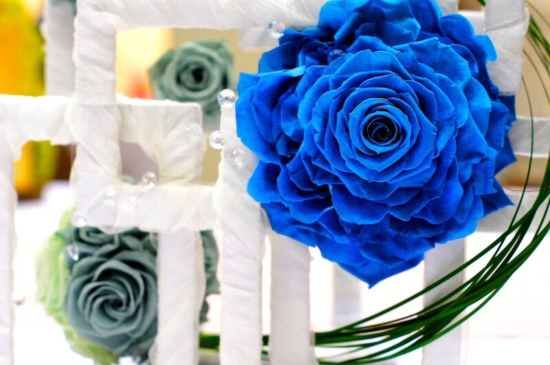 Blue Rose Flower — Calm, Photograph, White Structure