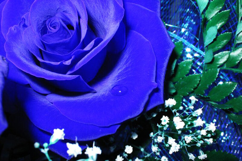 Blue Rose Flower — Calm