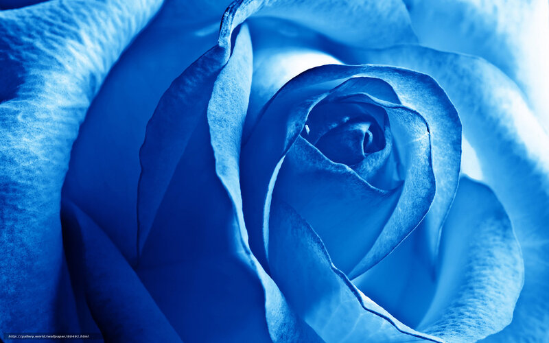 Blue Rose Flower Close-Up