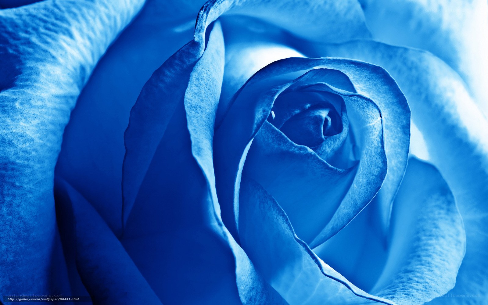 Blue Rose Flower Close-Up