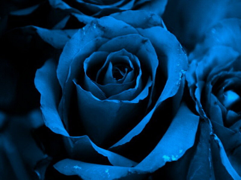 Blue Rose Flower — Dark