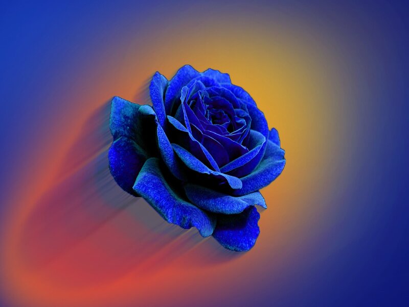 Blue Rose Flower — Dramatic, Digital Art, Background