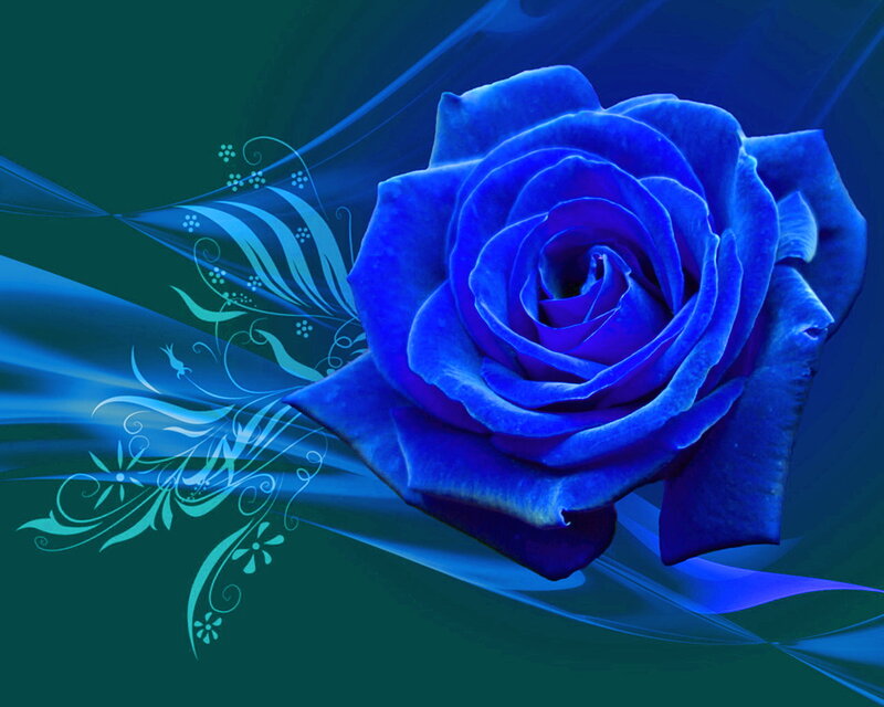 Blue Rose Flower — Dramatic, Digital Art, Flowers