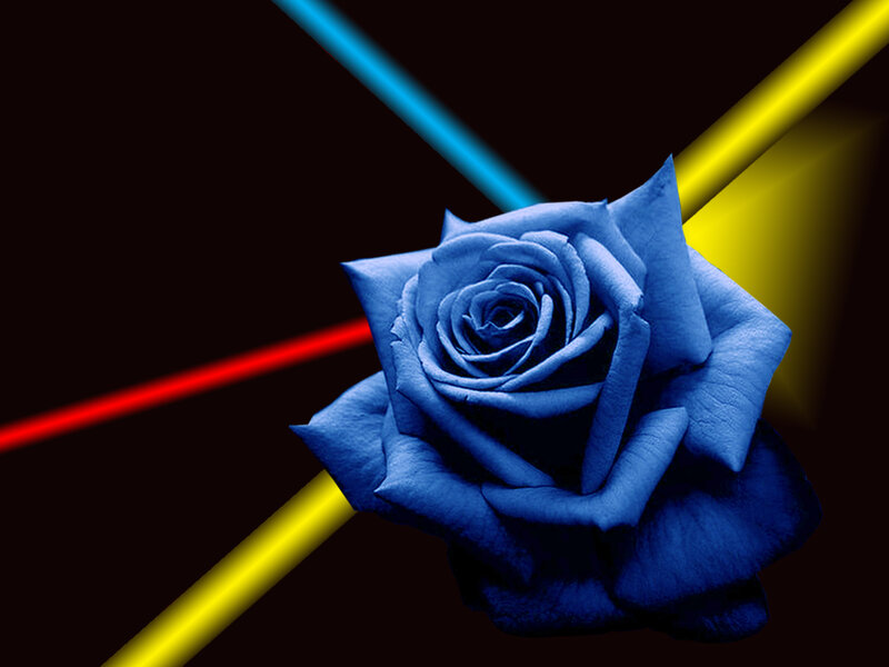 Blue Rose Flower — Dramatic, Digital Art, Light Beams