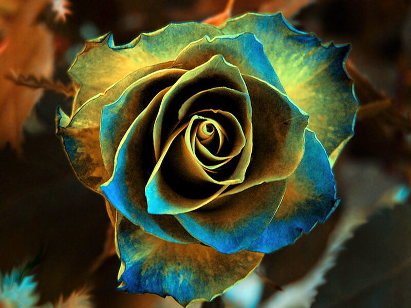 Blue Rose Flower — Dramatic, Digital Art, Petals, Background