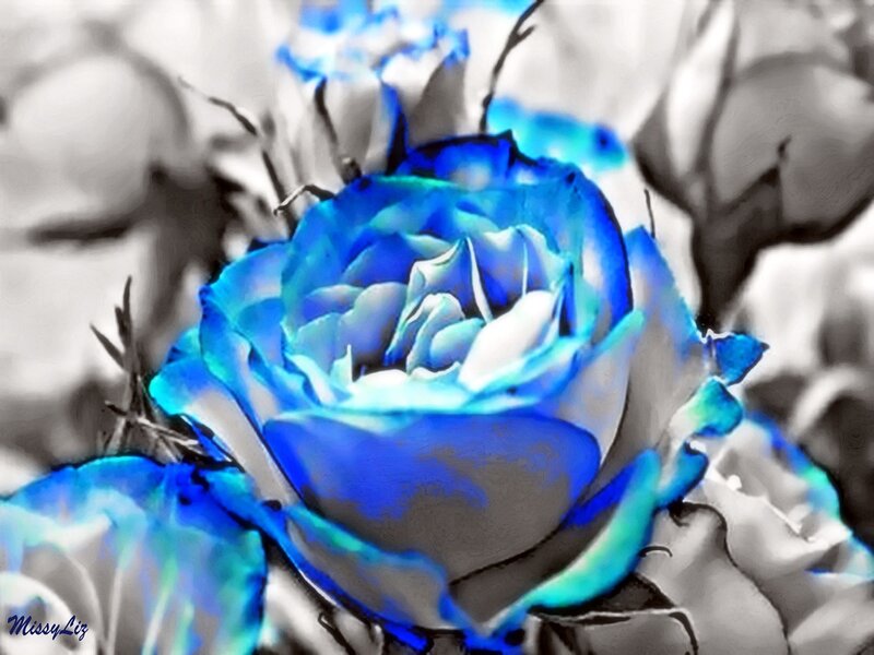 Blue Rose Flower — Dramatic, Digital Art, Petals, Buds