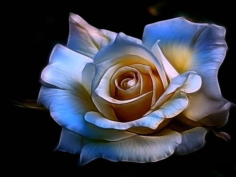 Blue Rose Flower — Dramatic, Digital Art, Petals