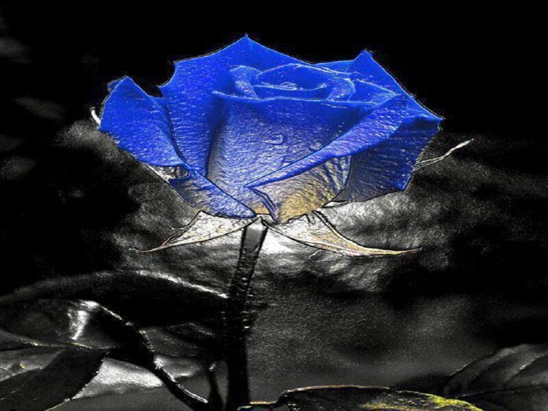 Blue Rose Flower — Dramatic, Digital Art, Stem, Leaf
