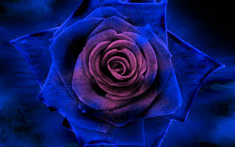 Blue Rose Flower — Dramatic, Night, Digital Art, Petals