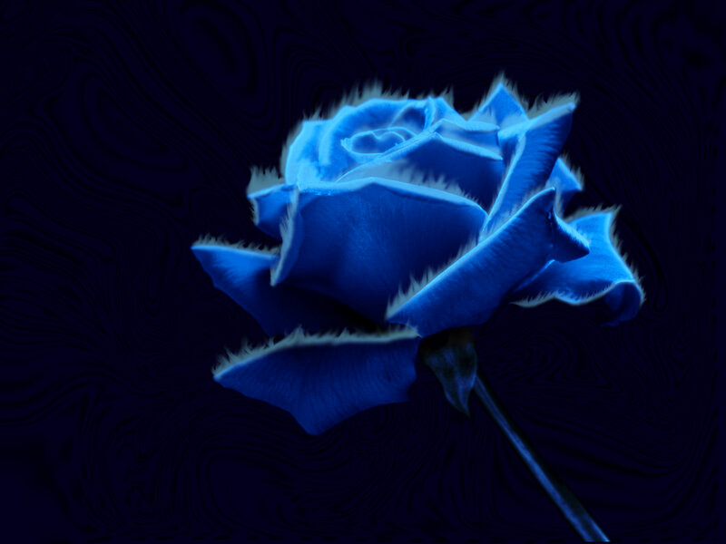 Blue Rose Flower — Dramatic, Night, Digital Art