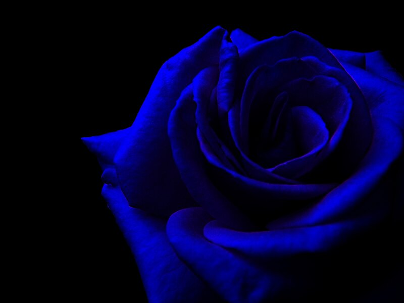 Blue Rose Flower — Dramatic, Night, Photograph, Black