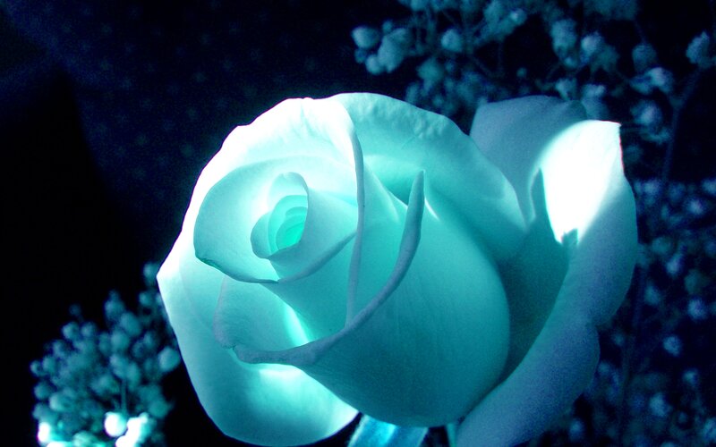 Blue Rose Flower — Dramatic, Night, Photograph, Bouquet