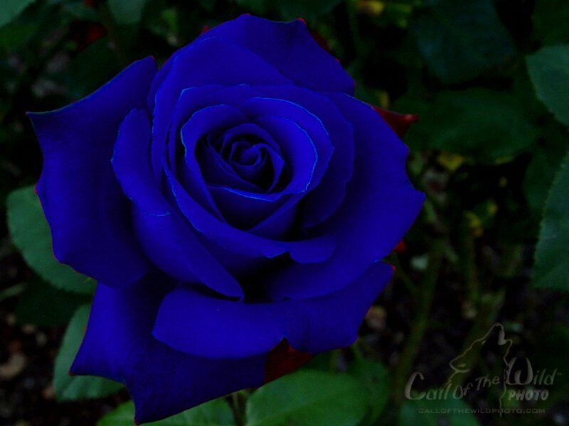 Blue Rose Flower — Dramatic, Night, Photograph, Green Leaves