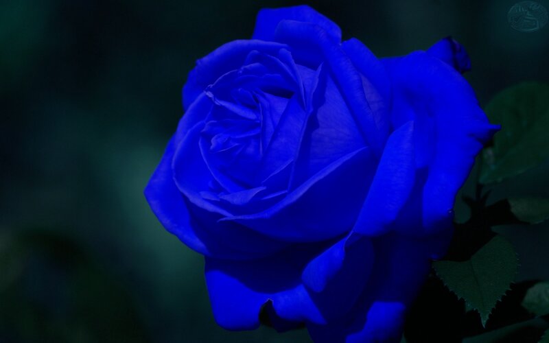 Blue Rose Flower — Dramatic, Night, Photograph, Leaf