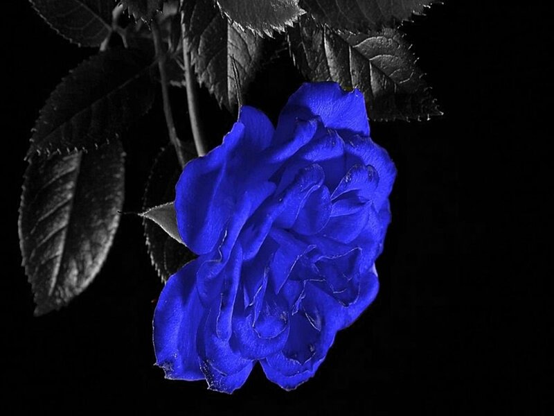 Blue Rose Flower — Dramatic, Night, Photograph, Leaves